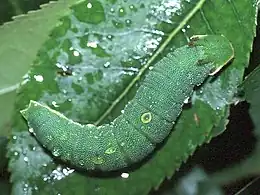 larva of C. jasius