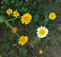 Cropped image of Garland chrysanthemum, aspect ratio 1.081