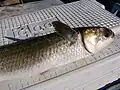 A striped mullet caught by cast netting on the river