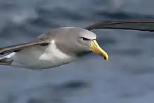 Chatham albatross