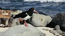 Chatham oystercatcher