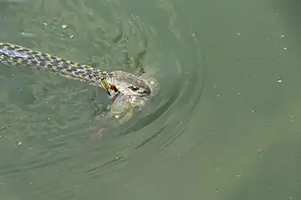 Checkered keelback at Taudaha Lake