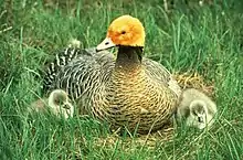 An emperor goose on a nest with an orange-stained head, with two goslings beside it