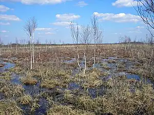 Cheremske Nature Reserve