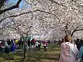 Thousands of people attend the annual National Cherry Blossom Festival every spring in Washington, D.C.