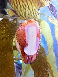 Ventral view of live specimen on aquarium glass, anterior end to the bottom