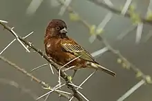 A small mainly chestnut-coloured sparrow with a thick bill perching on a branch