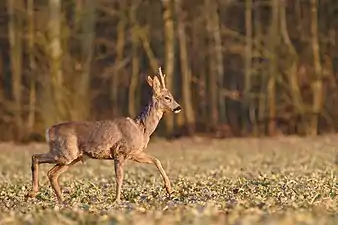 Young deer with short antlers, trotting across a field with trees in background