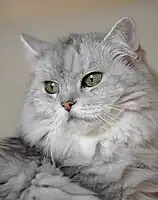 A Chinchilla Persian with sea-green eyes