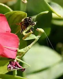 Iris oratoria eating a bee