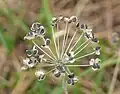 Seeds of garlic chives