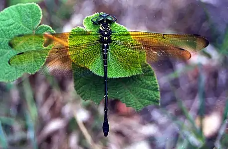 Male