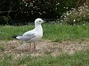 Immature gull with spotting on the wing