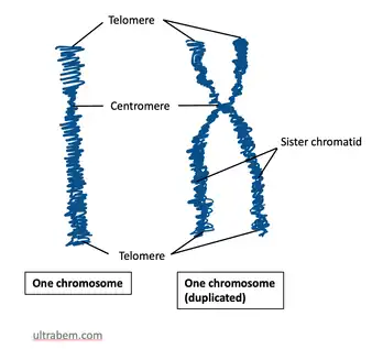 Chromosome structure.