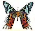 Tailed hindwings of Madagascan sunset moth (Chrysiridia rhipheus family Uraniidae)