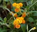 The cultivar C. apiculatum 'Flambe Orange'