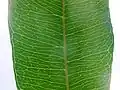 leaf venation