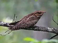 Perched on a branch