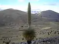 The giant Puya raimondi plants grow on Khurupampa mountain in the Vacas Municipality.