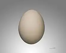 Egg of Ciconia abdimii