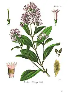 Cinchona, the plant quinine was derived from