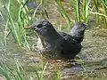 Juvenile in Nason Creek, Washington, USA