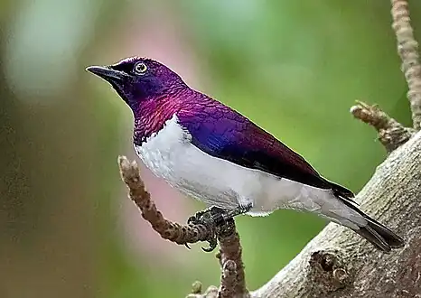 The violet-backed starling is found in Sub-Saharan Africa.