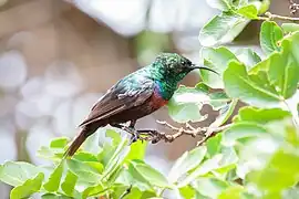 Moulting male in a Schotia tree, South Africa