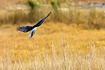 Circus hudsonius (northern harrier) male, on Antelope Island