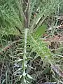 Cirsium Brevistylum sometimes found in sagebrush steppe