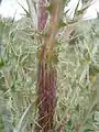 Cirsium Brevistylum stem