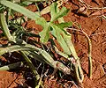 Cissus Quadrangularis in Rangareddy district of Telangana, India.