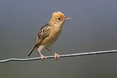 A golden-headed cisticola perched on a tree branch