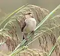 at Kateque, Angola