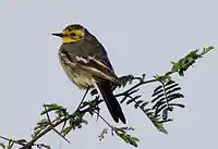 Citrine wagtail Motacilla citreola