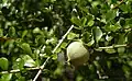 Pittosporum spinescens unripe fruit.