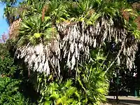 Acoelorrhaphe wrightii  (Arecaceae)