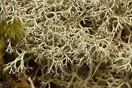 Cladonia portentosa