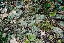 Cladonia subtenuis