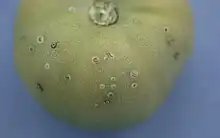 Symptoms of "Clavibacter michiganensis" on tomato