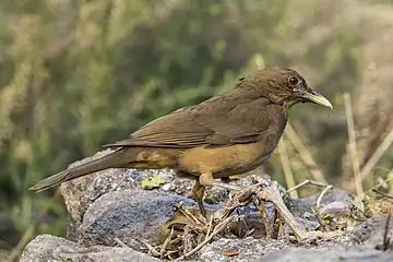 adult T. g. megas, Guatemala