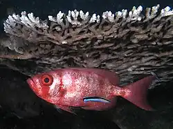 Image 7Cleaner wrasse signals its cleaning services to a big eye squirrelfish (from Animal coloration)