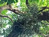 A group of wild Cleisostoma simondii Orchids flowering in a tree branch in Hong Kong.