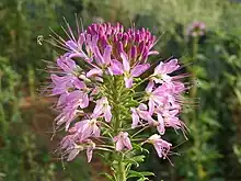 Purple flowers