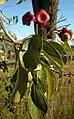 C. floribundum fruit and foliage, coastal Central Queensland