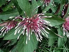 In bloom at the Fairchild Tropical Botanic Garden.