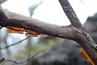 Close up of peeling cinnamon-colored bark of Clethra acuminata with thin sheets visible sticking out from the branch