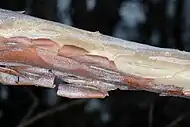 Close up of peeling cinnamon-colored bark of Clethra acuminata