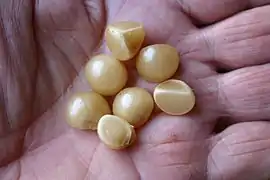 Clivia miniata var. citrina seed