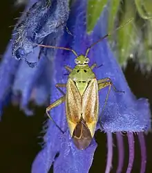 Closterotomus norwegicus